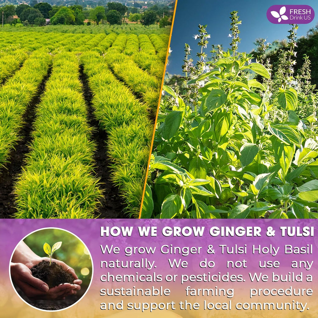 Premium Ginger Tulsi Tea Bags | Hand-made Blend of Ginger and Tulsi Holy Basil Leaves
