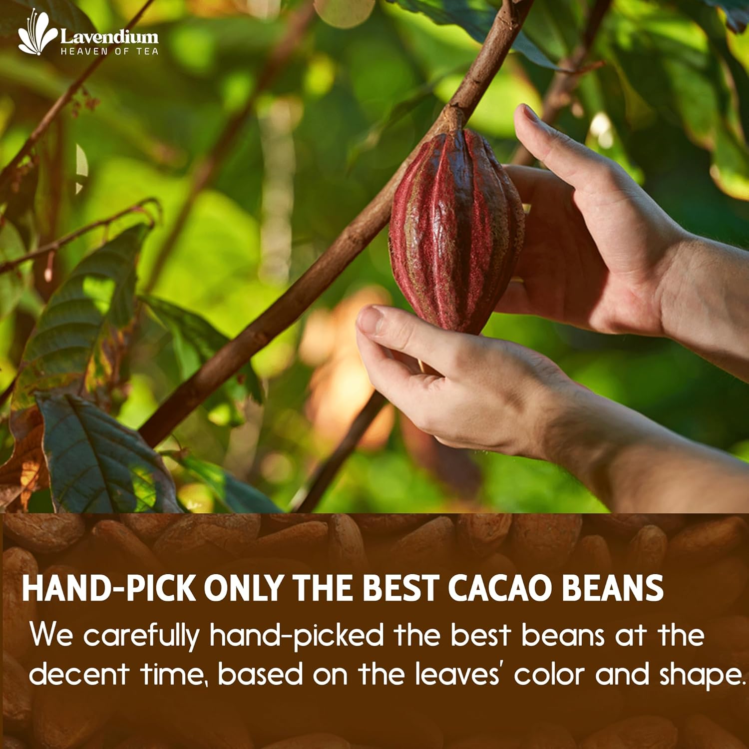 Cacao Powder, 25oz (1.56 lbs), 100% Natural & Pure, Unsweetened, Rich Chocolate Flavor, Perfect for Baking & Smoothies