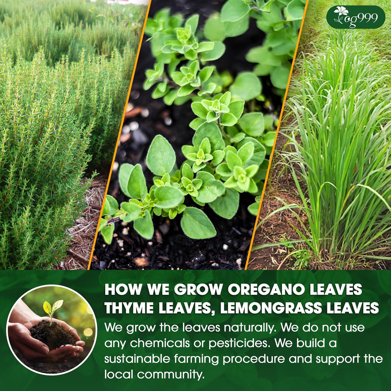Premium Oregano Herbal Tea with Jasmine-Like Notes | Blend of Oregano, Thyme & Lemongrass