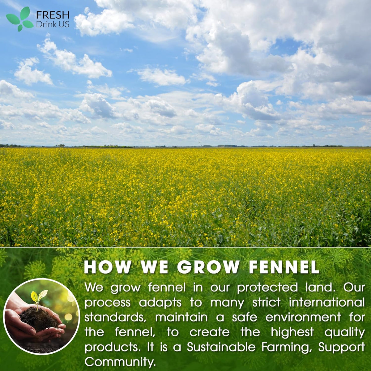 Premium Fennel Tea Bags, 100% Natural & Pure from Fennel Seeds. Fennel Seed Herbal Tea. Fennel Seed Tea. Made with Natural Material Tea Bags. No Sugar, No Caffeine, No Gluten, Vegan.