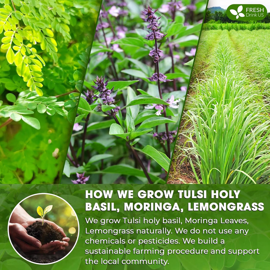Premium Tulsi Moringa Lemongrass  Tea Bags, 100% Natural & Pure from Tulsi Holy Basil Leaves, Moringa & Lemongrass.