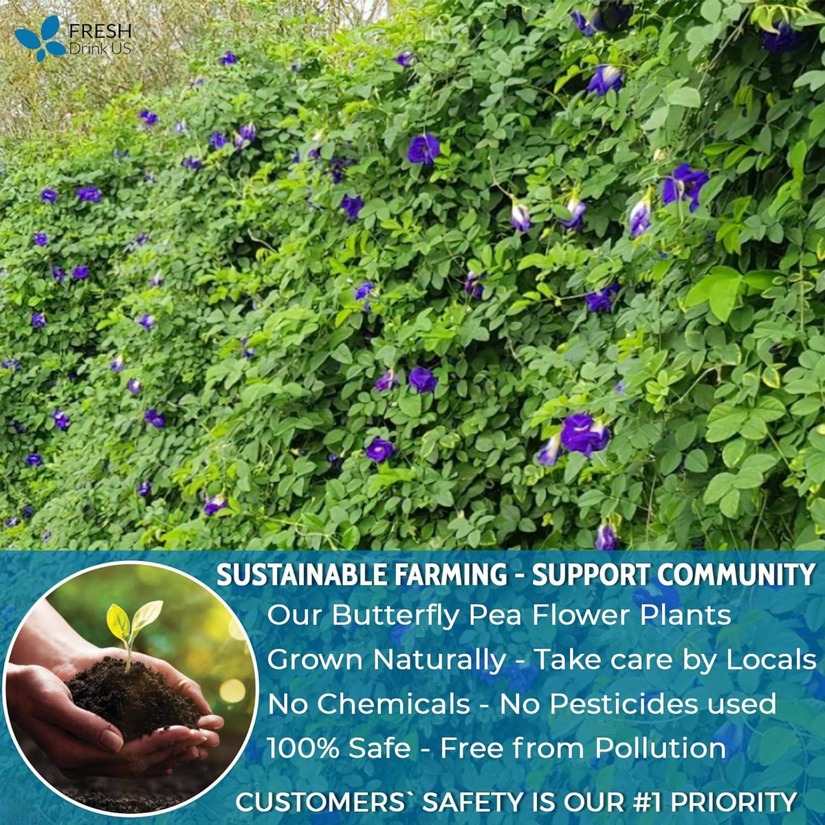 Premium Butterfly Pea Flowers, Tea Bags, 100% Natural and Pure from Butterfly Pea Flowers, Hand-made, Made With Natural Materials-Corn Fiber Tea Bag, Sugar/Caffeine/Gluten Free