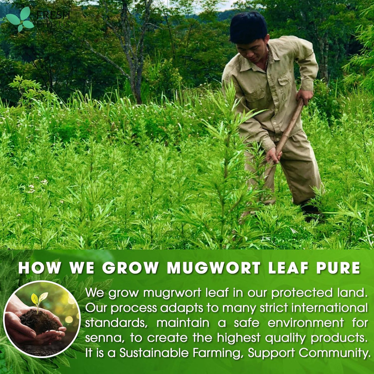 Mugwort Leaf Tea Bags, 100% Natural and Pure Mugwort Leaves, Loose Leaf Mugwort Herbal Tea, Mugwort Leaf Tea, No Sugar, No Caffeine, No Gluten, Vegan.